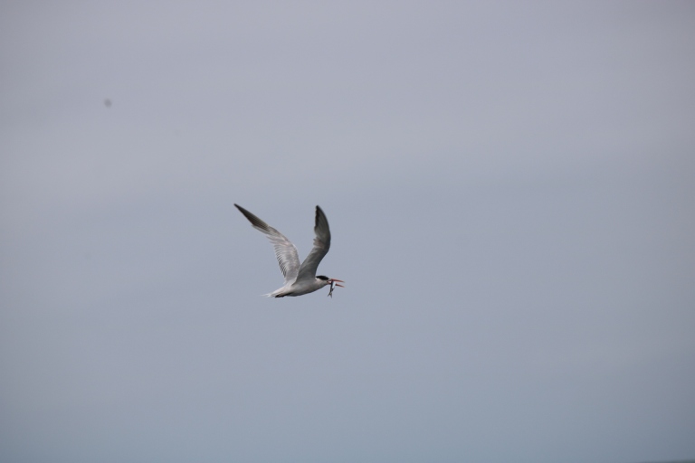 Tern with food